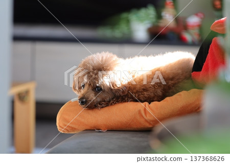 toy poodle toy poodle 137368626