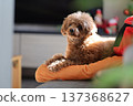 toy poodle  137368627
