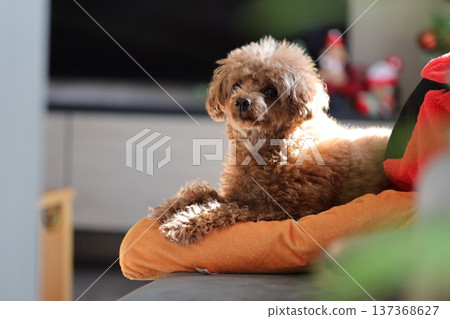 玩具貴賓犬 137368627