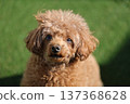 toy poodle  137368628