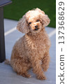toy poodle  137368629