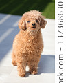 toy poodle  137368630