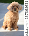 toy poodle  137368631