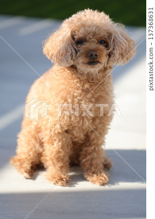 toy poodle  137368631