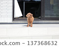 toy poodle  137368632