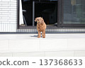 toy poodle  137368633