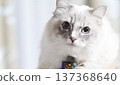 Cat  137368640