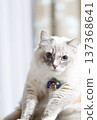 Cat  137368641