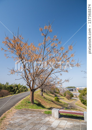 Sakurazutsumi Tomino Green Space, a park on the right bank of the Kizu River, Joyo City, Kyoto Prefecture Sakurazutsumi Tomino Green Space, a park on the right bank of the Kizu River, Joyo City, Kyoto Prefecture 137368874