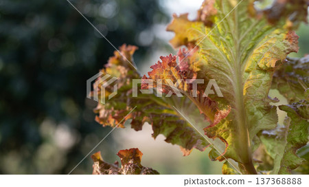 Red Coral Lettuce macro closeup Red Coral Lettuce macro closeup 137368888