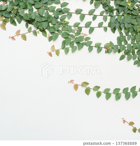 Plaster wall and green leaves vine 137368889