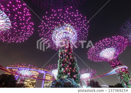 Low-angle view of the Supertree Grove at Gardens by the Bay in Singapore, there is an exhilarating light and musical show at night. 137369254
