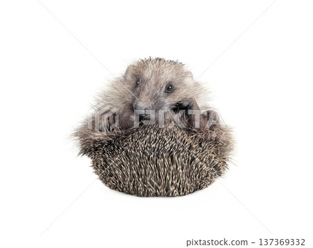 thoughtful hedgehog isolated on white background 137369332