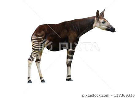 Okapi isolated on white background 137369336