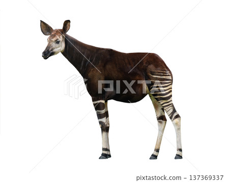 Okapi isolated on white background 137369337
