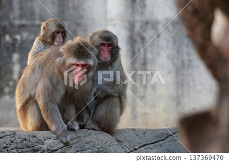 Cuddling monkey 137369470