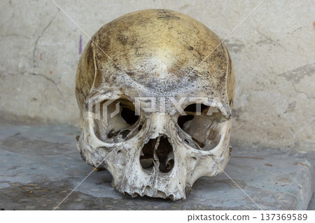 Old human skull displayed against a weathered stone wall showcasing ancient skeletal features Old human skull displayed against a weathered stone wall showcasing ancient skeletal features 137369589