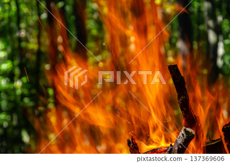 Flame of charcoal fire. Hearth for cooking and heating. Danger in forest Flame of charcoal fire. Hearth for cooking and heating. Danger in forest 137369606