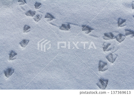 Footprints in fresh snow reveal the journey of wildlife across a winter landscape under a clear blue sky in the early morning light 137369613