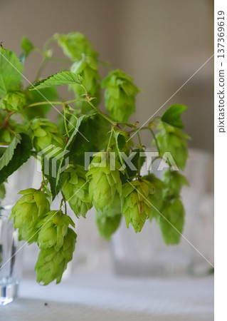 Freshly harvested hops displayed in a clear vase on a white tablecloth showcasing rich green colors indoors during daylight Freshly harvested hops displayed in a clear vase on a white tablecloth showcasing rich green colors indoors during daylight 137369619