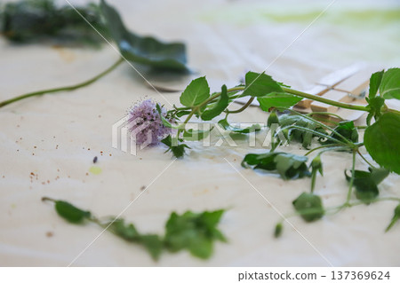 Fresh herbs and flowers arranged on a white surface during a culinary preparation session in a bright kitchen 137369624