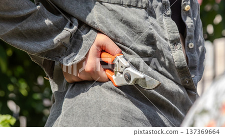 Gardener preparing for pruning with tools tucked into shirt while working in vibrant greenery during a sunny day in a backyard garden Gardener preparing for pruning with tools tucked into shirt while working in vibrant greenery during a sunny day in a backyard garden 137369664