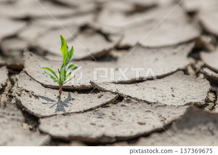 Resilient green sprout emerges from dry cracked soil under bright sunlight in an arid landscape symbolizing hope and renewal in harsh conditions 137369675