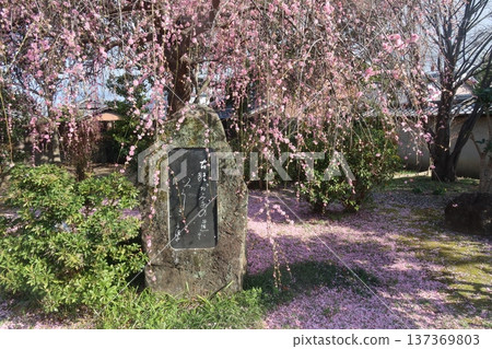 Weeping plum blossoms at Hokkeji Temple Weeping plum blossoms at Hokkeji Temple 137369803