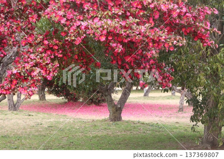 Saturna of Heijyo-kyo ruins 137369807