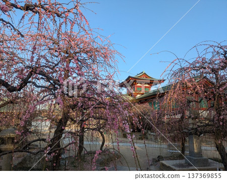 The grounds and shrine building of a shrine with blooming weeping plum trees. Spring scenery in Japan. The grounds and shrine building of a shrine with blooming weeping plum trees. Spring scenery in Japan. 137369855