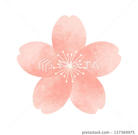 簡潔可愛的櫻花,水彩風格裝飾插畫,春日花朵 簡潔可愛的櫻花,水彩風格裝飾插畫,春日花朵 137369975