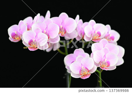 Mini Phalaenopsis Orchid 137369986