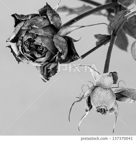 Withered rose before pruning 137370041