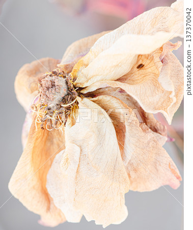 The end of the rose 137370042