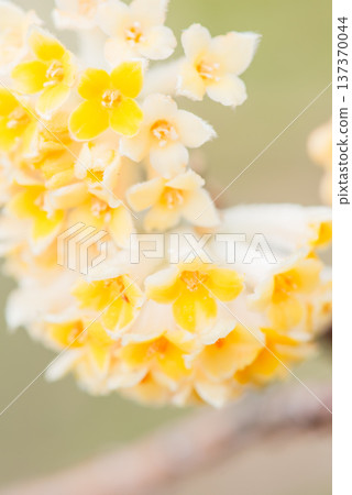 Cute Mitsumata flowers blooming in early spring Cute Mitsumata flowers blooming in early spring 137370044