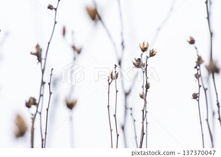A thin branch of Rose of Sharon waiting for spring 137370047