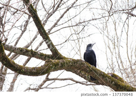 一隻烏鴉吸引了我的目光，它凝視著遠方。 137370048