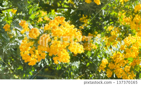 Yellow mimosa flowers and soft spring greenery herald the arrival of spring | International Women's Day 137370165