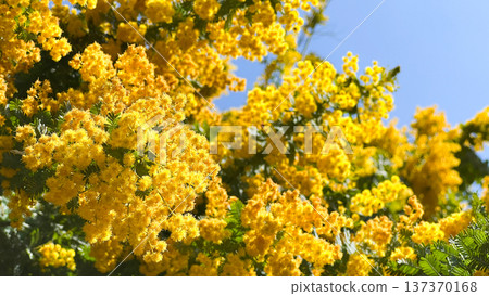Yellow mimosa flowers and soft spring greenery herald the arrival of spring | International Women's Day 137370168