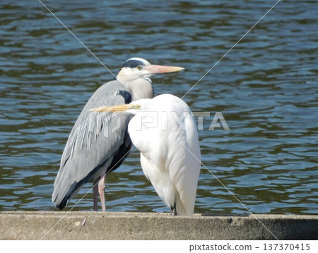 Friendly birds standing on the water 137370415
