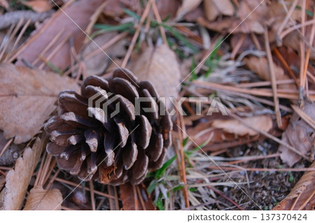 Pine cones and fallen leaves Natural background material that makes you feel the coming of winter Pine cones and fallen leaves Natural background material that makes you feel the coming of winter 137370424