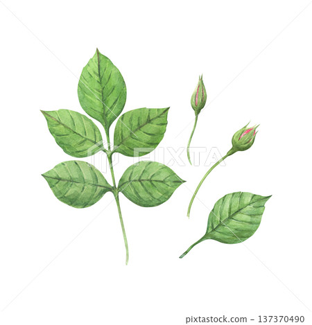 A watercolor illustration of rose leaves and buds 137370490