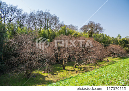 Forest on the right bank of the Kizu River, Joyo City, Kyoto Prefecture Forest on the right bank of the Kizu River, Joyo City, Kyoto Prefecture 137370535
