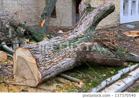 Sawing after storm.Stump trunk of felled tree during land clearing 137370540