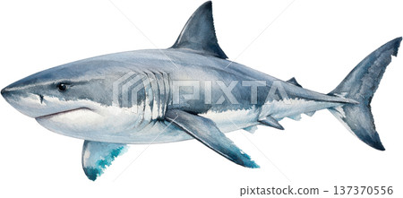 水彩風格海洋生物插畫 | 熱帶魚類與海洋生物（透明PNG格式） 137370556