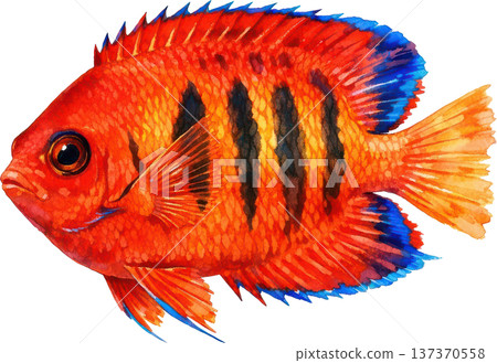 水彩風格海洋生物插畫 | 熱帶魚類與海洋生物（透明PNG格式） 137370558