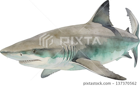 水彩風格海洋生物插畫 | 熱帶魚類與海洋生物（透明PNG格式） 137370562