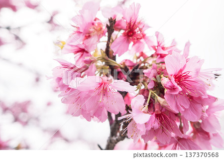 櫻花 櫻 緋寒櫻 Pink Taiwan cherry 桜 さくら カンヒザクラ 櫻花 櫻 緋寒櫻 Pink Taiwan cherry 桜 さくら カンヒザクラ 137370568