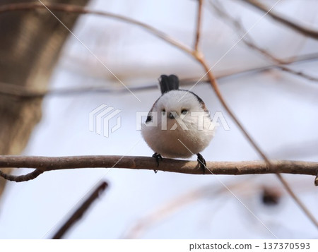 Enaga stopping at the tree branch Enaga stopping at the tree branch 137370593