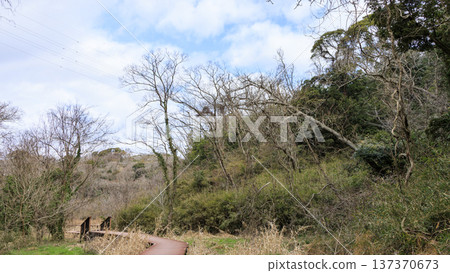 Winter in Koajiro Forest on the Miura Peninsula, the only watershed in the Kanto region, a hidden gem 137370673